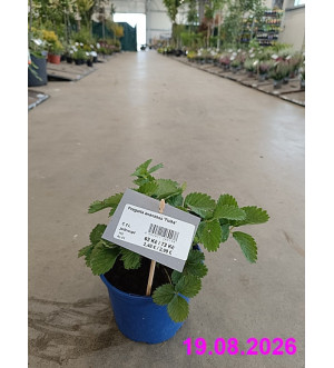 Fragaria ananassa 'Polka' C 2 L